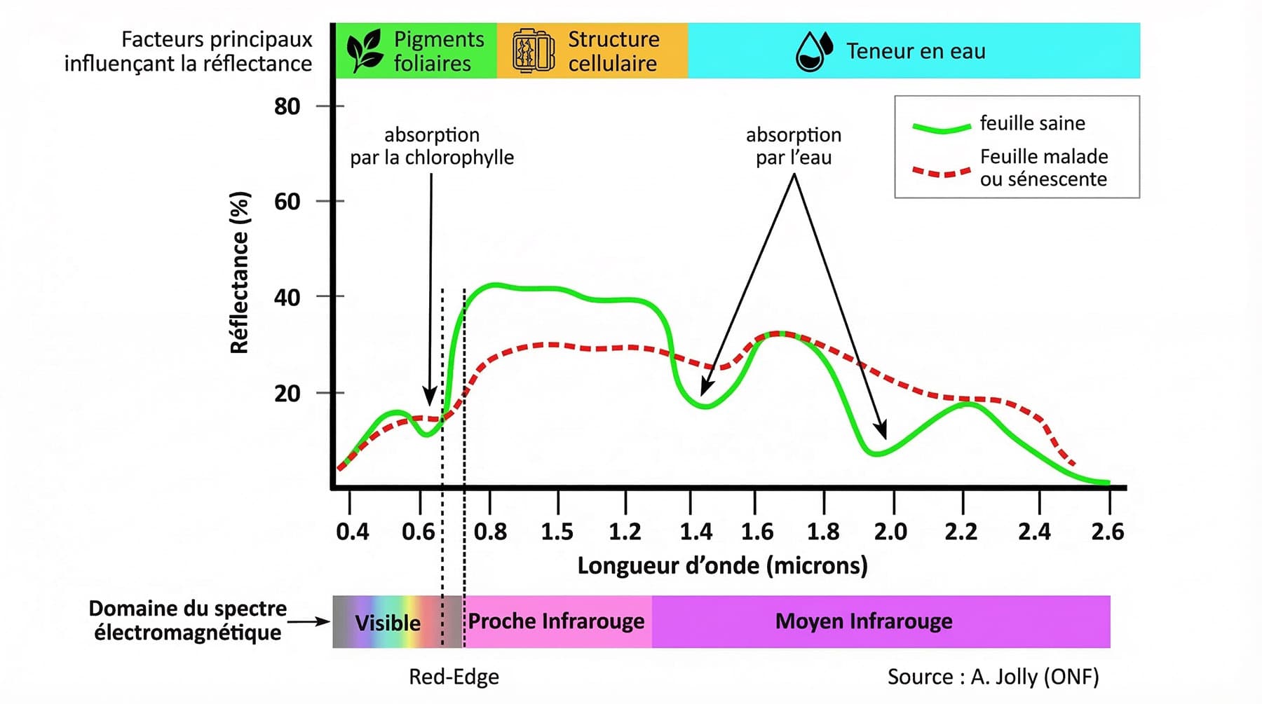 Influence de l'état sanitaire sur la réflectance