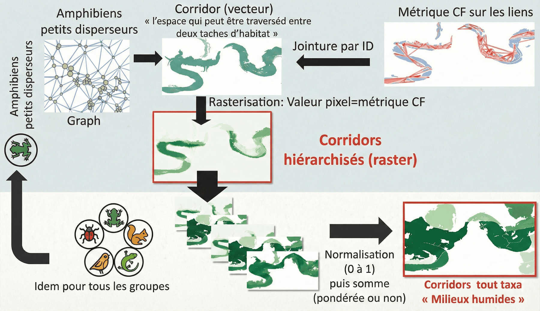Figure 3 : Méthodologie de construction des cartographies de trames écologiques : passage d'un modèle en graphe basé sur une espèce fictive (ex. amphibiens petits disperseurs) à une carte rastérisée des flux (corridors hiérarchisés), puis agrégation pour obtenir une vision globale d'une sous-trame (ex. milieux humides).